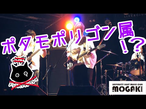 【ポタモポリゴン属】DENKOUSEKKA テレキャスター・ストライプ（ポルカドットスティングレイ）もがき