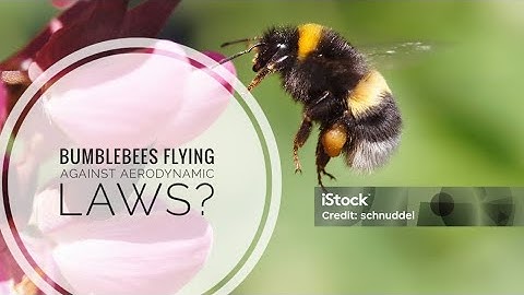 Bumblebee Flight: Aerodynamic Miracle or Myth?