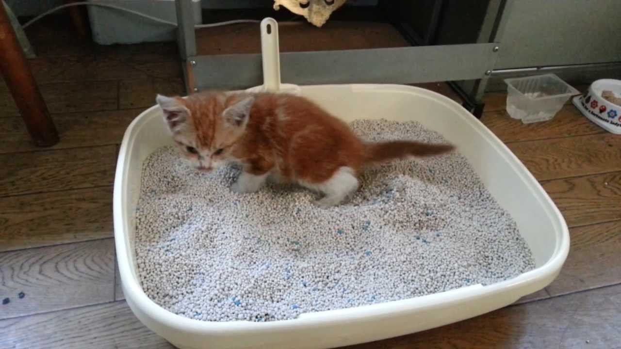 初めてのトイレ！ 保護した子猫【里親募集】 YouTube