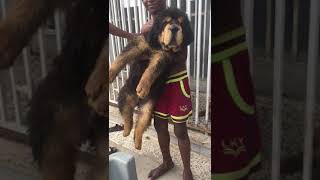 China Tibetan Mastiff puppy