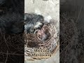 ANAK BURUNG KEDASIH MENCOBA UNTUK MENDORONG SODARA TIRINYA YANG DEWASA NAMUN GAGAL #SHORTS