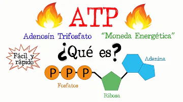 ¿Cómo el ATP proporciona energía a tu cuerpo?