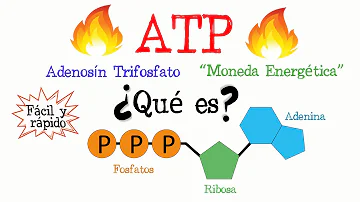 ¿Cómo se convierte ATP a ADP?
