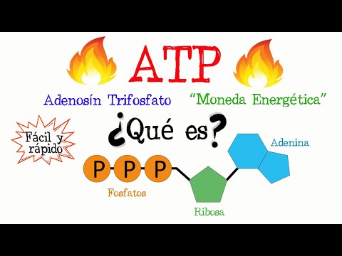 Video: ¿Cuál es la molécula de energía de la célula llamada clave de respuestas?