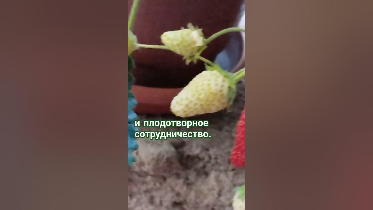 А вы знаете, к чему снится клубника?#shorts - YouTube
