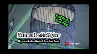 Masteran Lovebird Fighter 2 Jam Nonstop