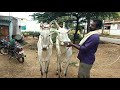 Hallikar heifers owned by mrnagarajumanganahalli village bengaluru