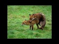 Have you ever seen foxes mating?  Incredible footage of the whole process here.