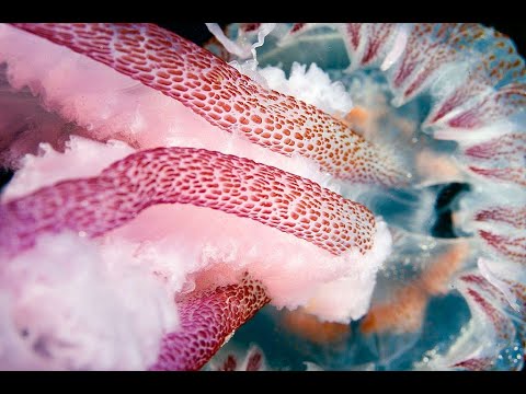 วีดีโอ: ชีวิตใต้ท้องทะเลตาฮิติและชีววิทยาทางทะเลสำหรับนักดำน้ำ