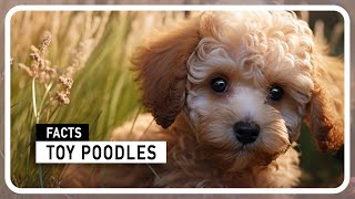 Toy Poodles - Impossible to NOT Adore by Amazing world of Animals 549 views 5 months ago 2 minutes, 59 seconds