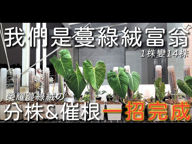 奧 利多 蔓 綠 絨 奧利多蔓綠絨 羽狀深裂葉片 水
