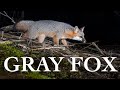 DSLR Camera Trapping | Fox Crossing Beaver Dam