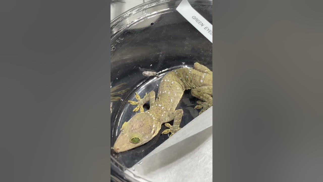 2023 National Reptile Breeders Expo (part 2) daytonabeach reptiles 