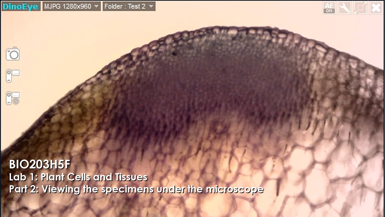 Растительные клетки и ткани. Часть 2