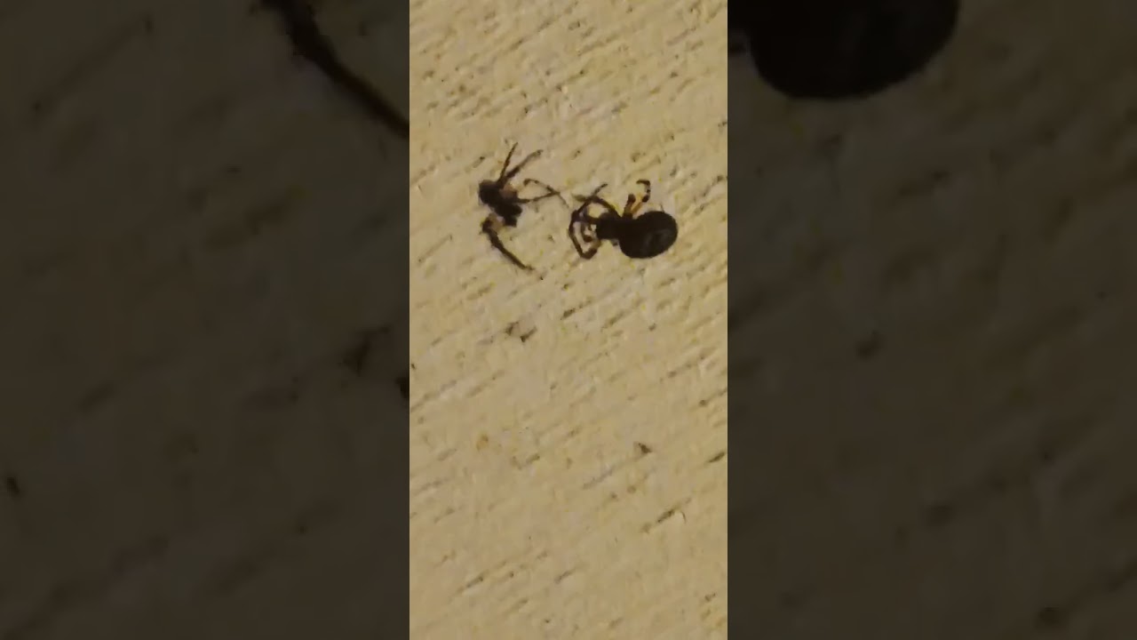 Male and Female Furrow Orb Weavers