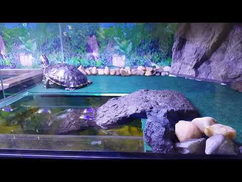 Video: Ako Chovať Ryby V Akváriu