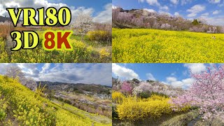 [ 8K 3D VR180 ] 福島の桃源郷「花見山」＆「生け花の里」"Hanamiyama" & "Ikebana no Sato" in Fukushima,Japan