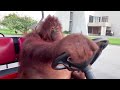Chill Orangutan Driving A Golf Cart - Shlohmo - The End