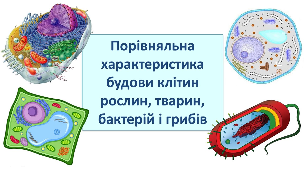 Пряма трансляція користувача Біологія Хімія Наталія Бодюл - YouTube