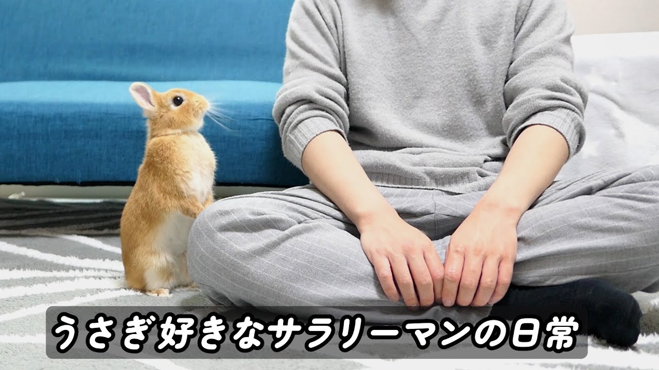 うさぎ好きなサラリーマンの日常 - YouTube