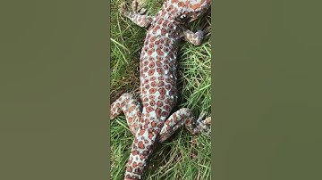 Con tắc kè, tắc kè khổng lồ #shorts #tắc_kè #badut #gecko # #tokek #cucutv #short #bebek # #kucing