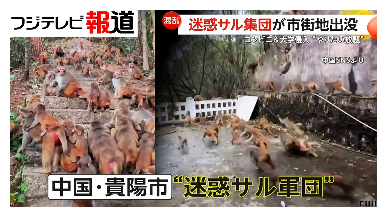 中国　赤猿 Monkey Army