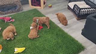 (C) F1b Cavapoo puppies sweet and playful. Beautiful coloring and available for adoption.