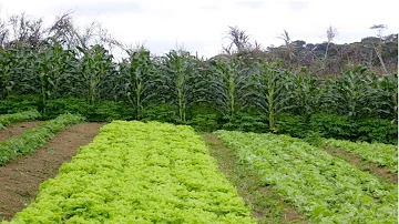Como adubação verde pode ser utilizada no cultivo de hortaliças?