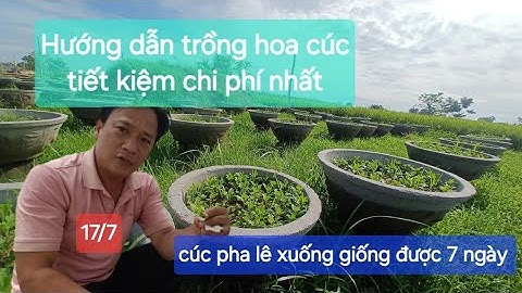 Cúc pha lê trồng được 7 ngày không tưới phân hướng dẫn trồng cúc chậu tiết kiệm chi phí nhất 
