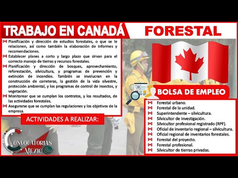 Video: ¿Dónde está la industria forestal en Canadá?
