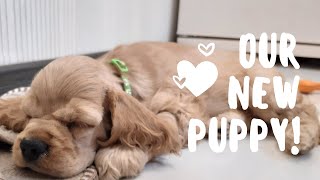 видео: Первый день в новом доме/ Щенок американского кокер спаниеля/American cocker spaniel puppy first day картинка: Первый день в новом доме/ Щенок американского кокер спаниеля/American cocker spaniel puppy first day