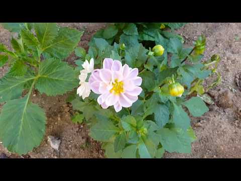 Video: Incarvillea - Blomstring Hele Sommeren