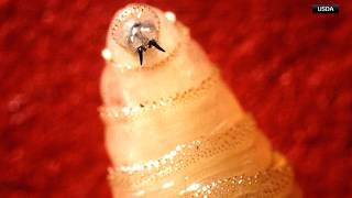 Information First New World screwworm case confirmed in U.S. wildlife in Texas Guide