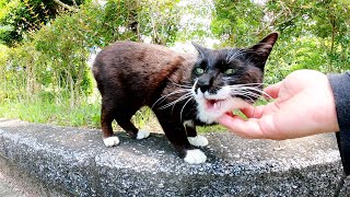 元気な声で何かを訴えてくるハチワレ猫がカワイイ