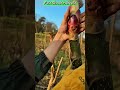 Harvesting Fresh Thorny Shoots – Fast & Precise Cutting Technique.