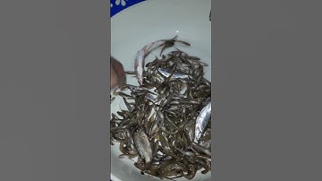 Thành quả quăng chài nhặt lỗ bé bắt cá bống