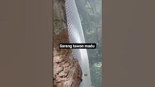 Sarang tawon madu liar#shorts