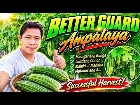 “Mapait Pero Kapaki-pakinabang! 🌿 Alamin ang mga Benepisyo ng Ampalaya”
