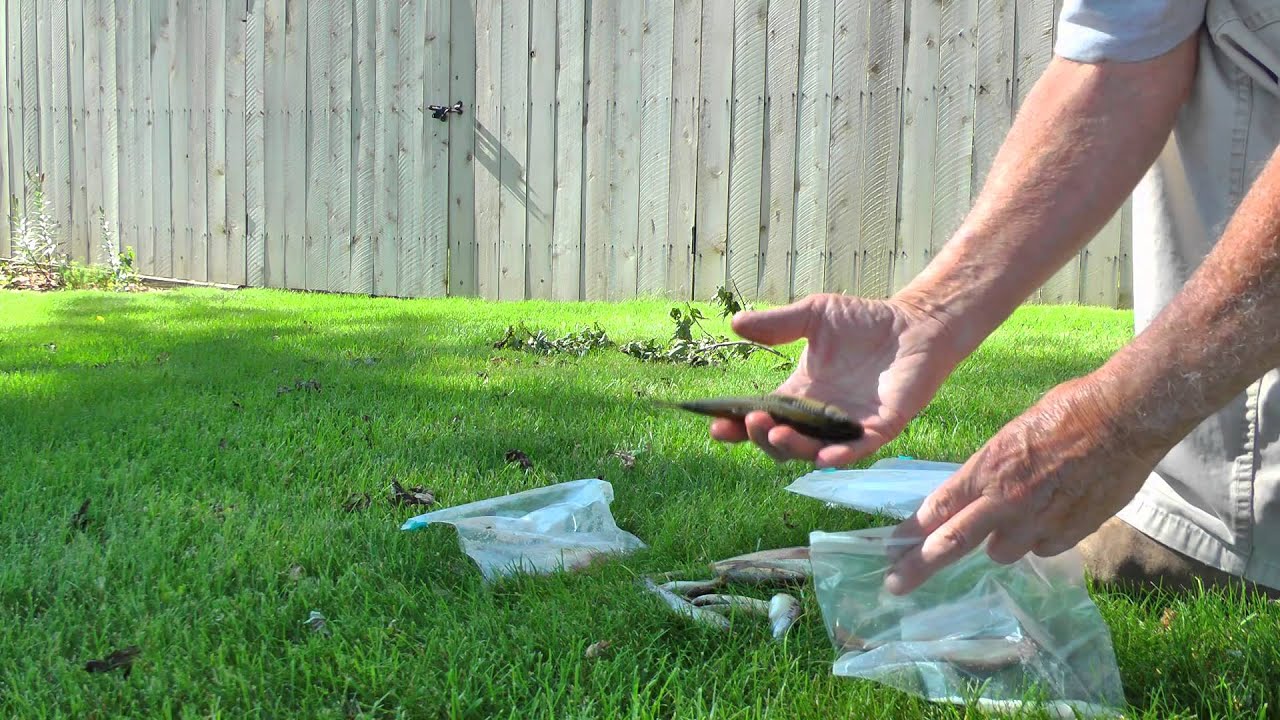 How to Salt down your dead fishing bait by WillCFish Tips and Tricks