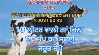 ABS IMPORTED BULL HULK BEST UDDER IMPROVEMENT BULL IN JUST 90 RS 10 ਲੀਟਰ ਵਾਲੀ ਗਾਂ ਕਿੰਨਾ ਦੁੱਧ ਕਰ ਸਕਦੀ