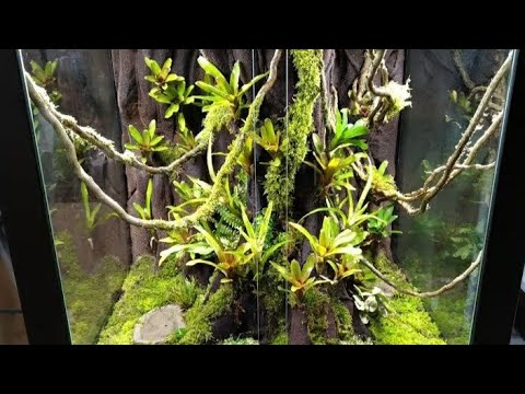 MOUSSE EXPANSIVE NOIRE POUR TERRARIUM PLANTÉ 