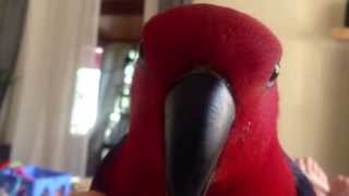 Petra Our Eclectus talking her little heart out