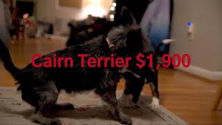 Most Expensive Dog Breeds To Buy