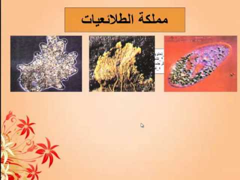 الممالك الخمسة الصف السابع الفترة الثالثة علوم