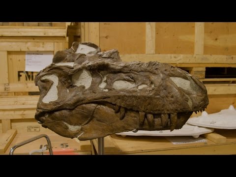Rebuilding Dinosaurs With The 'Skeleton Crew'