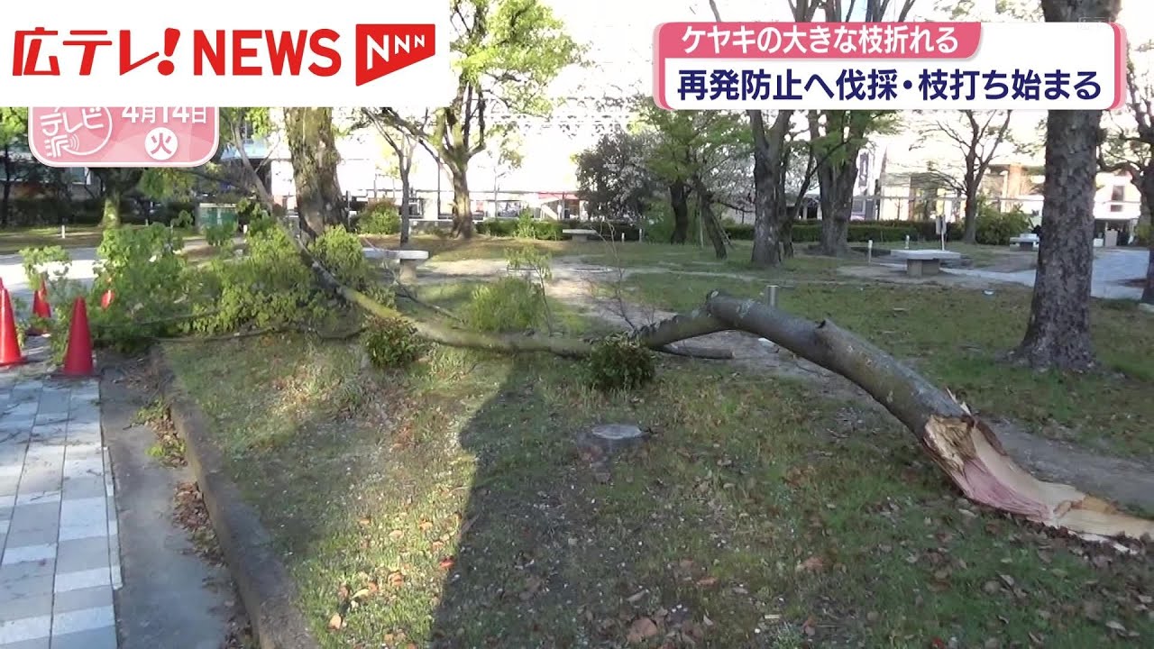 折れたケヤキの大きな枝 再発防止へ伐採・枝打ち始まる - YouTube