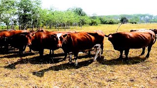 Our Cows Are Looking Terrible