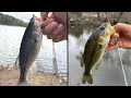 How to catch fish with no effort (Massachusetts Spring Bass Fishing) #shorts