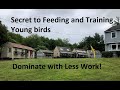 Secret to feeding and training young birds dominate with less work