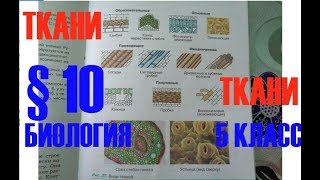 Биология 5 кл § 10 Ткани (Автор В.В.Пасечник) Биология 5 кл § 10 Ткани (Автор В.В.Пасечник)